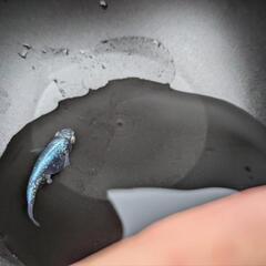メダカ　墨武　ボブ　7匹以上からの画像