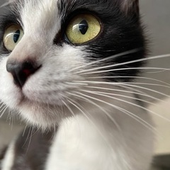 推定生後半年　小柄なママ猫ちゃん