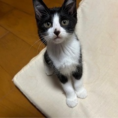 ハチワレ兄妹3か月ケージトイレ付き