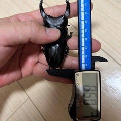 【85.0mm】能勢産YG血統オオクワガタ 