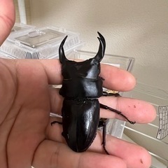 【85.0mm】能勢産YG血統オオクワガタ の画像
