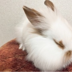 うさぎ　ロップイヤーとライオンラビットのハーフ