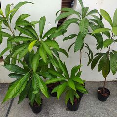植物【カニステル】残り３点