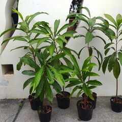 植物【カニステル】残り３点の画像