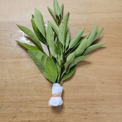 枝付きみかんの葉　約60枚　無農薬なので、アゲハの幼虫の餌などにオススメです！の画像