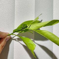 枝付きみかんの葉　約60枚　無農薬なので、アゲハの幼虫の餌などにオススメです！の画像