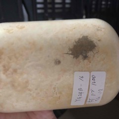 オオクワガタ 幼虫⑤ 3本セット 菌糸ビン投入済 能勢YG 親♂84.5mm 親♀50mmの画像