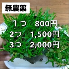 水草MIXポット⑤