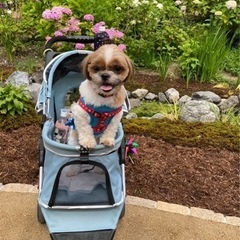 優しい飼い主さん - 犬