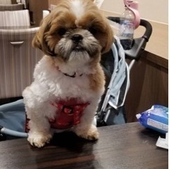 優しい飼い主さん - 大阪市