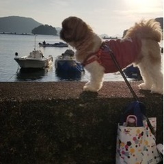 優しい飼い主さん - 里親募集