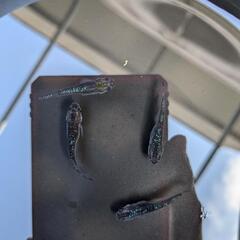 青ラメメダカ　4匹