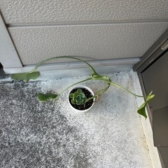 モンステラ