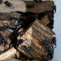 ノコギリクワガタ、1ペアで！の画像