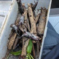 ノコギリクワガタ、1ペアで！の画像