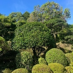 剪定後の片付けをお願い致します