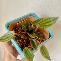 観葉植物　ペペロミア　ロッソ