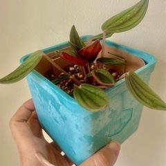 観葉植物　ペペロミア　ロッソの画像