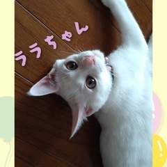 白猫兄妹　ララちゃん、レンくん