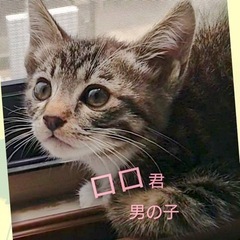 白足袋履いたキジトラちゃん　ロロくん