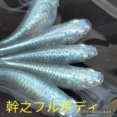 改良メダカ生体販売