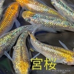 改良メダカ生体販売