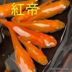 改良メダカ生体販売　紅帝ショート