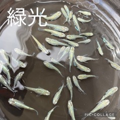 改良メダカ生体販売