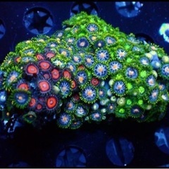 ＊豪華コロニー＊『インドネシア産マメスナ』(全株発色良)＊9cm±＊サンゴ＊の画像