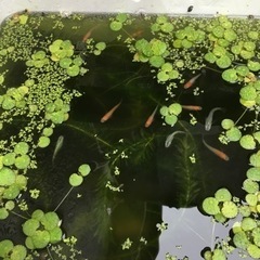 メダカなどのグリーンウォーター　　水草あげますの画像