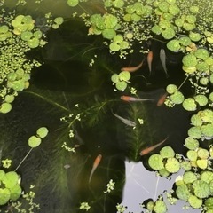 メダカなどのグリーンウォーター　　水草あげます