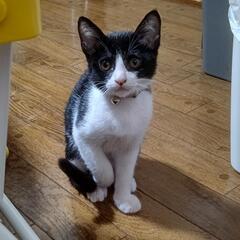 【譲渡完了】壁太郎、チロ、里親募集中 - 猫