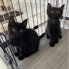 ひじきくん、ほたるちゃん