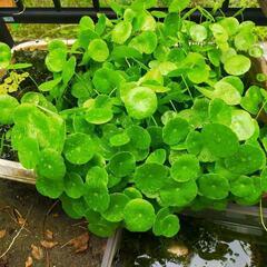 水草　マッシュルームプランツ