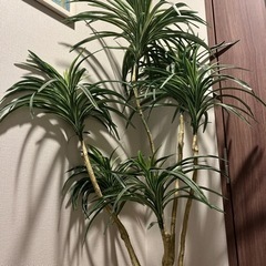 フェイクグリーン(売約済)の画像