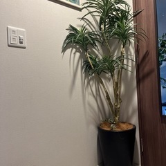 フェイクグリーン(売約済)の画像