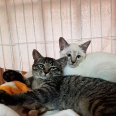 子猫兄弟の里親さんを探しております。