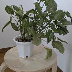 シンゴニウム　観葉植物