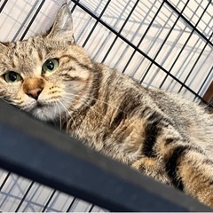 アメショミックスの女の子 - 寒河江市