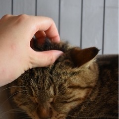 アメショミックスの女の子 - 猫