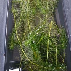 水草①の画像