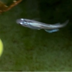 青蝶メダカの若魚10匹