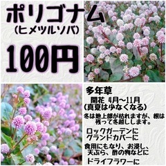 【花】ポリゴナム(ヒメツルソバ)苗 100円
