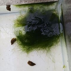 水草②