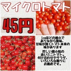 【野菜】マイクロトマト苗 各種45円
