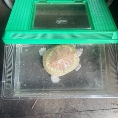 アルビノ