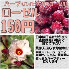 【花 ハーブ】美容のハーブ★ローゼル(ハイビスカス)苗150円