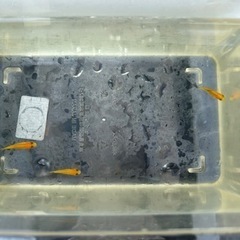 元気な小赤金魚3匹〜お話し中
