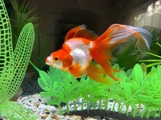 金魚　2匹\n