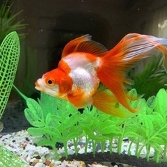 金魚　2匹
